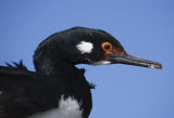 Rock Cormorant 